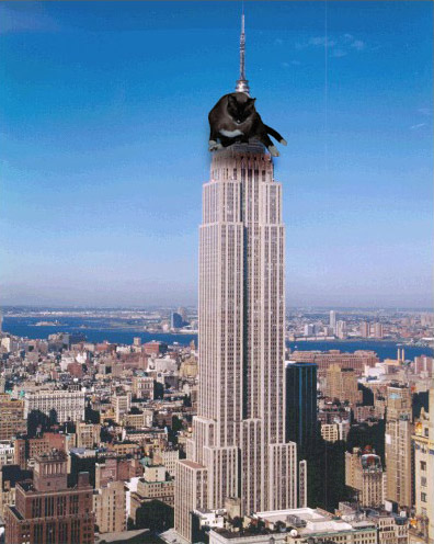 Beanie Kong on the Empire State Building